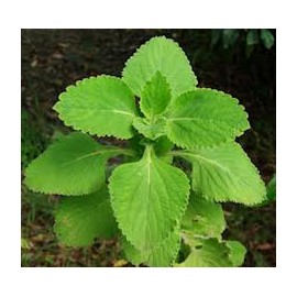 Forskolin 20% kivonat - Coleus forskohlii - 10g